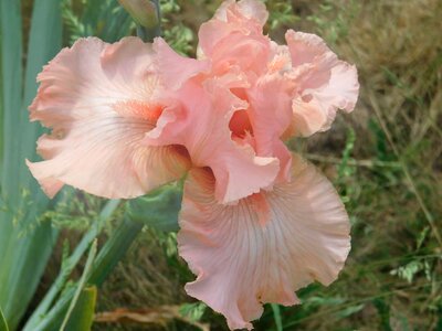 Beautiful beautiful flowers blooming