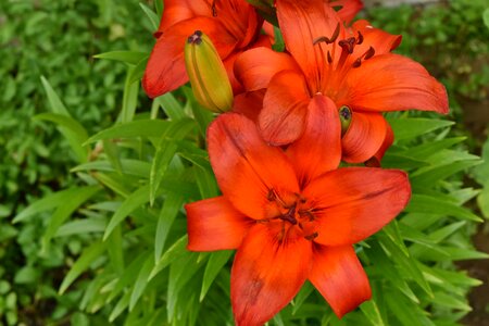 Lily petals pistil