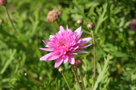 Background bloom greenery