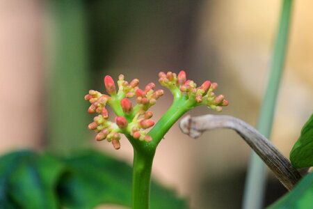 Wild Flowers Pod Buds photo