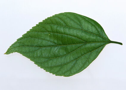 One green leaf close up on white background photo