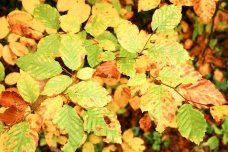 Background leaves 