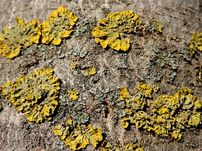 Lichen tree nature
