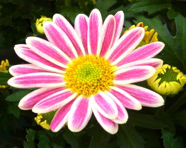 White flower bloom
