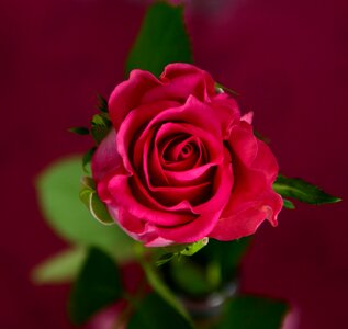 Bloom flowers rose bloom