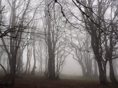 Trees tree trunks book photo