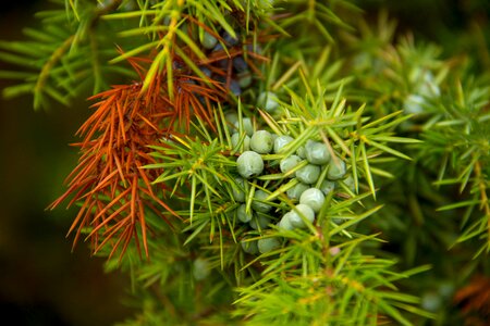 Nature plant detail