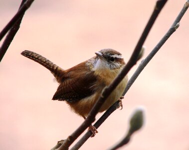 Animal beak branch