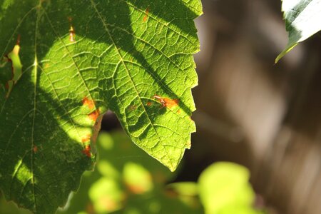 Leaves leaf plant photo