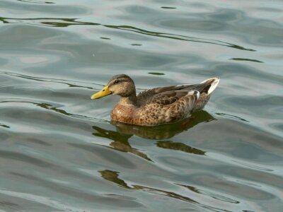 Bathe duck female photo