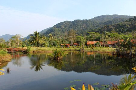 River palm jungle photo