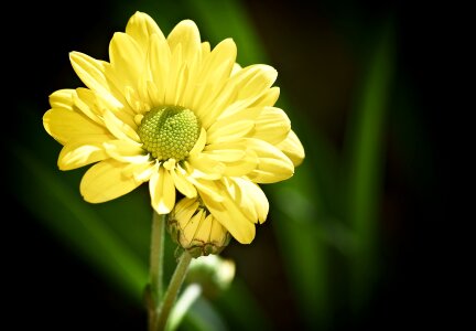 Yellow plant tree daisy