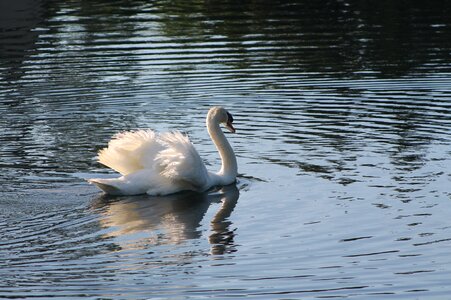 Bird wildlife tranquil
