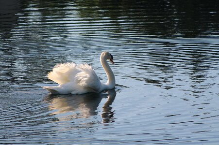 Bird wildlife tranquil photo