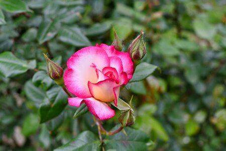 Beautiful Flowers flower bud flower garden