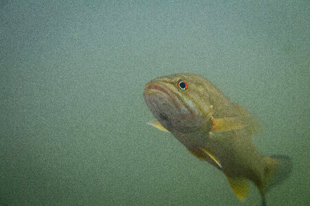 Smallmouth bass-1 photo