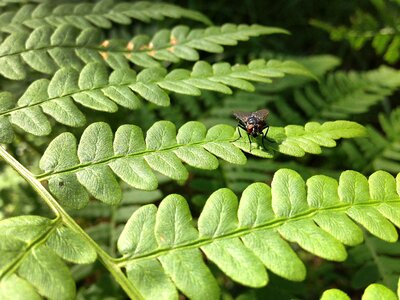 Nature animals insect