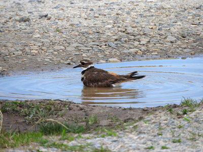 Killdeer splashing in a puddle