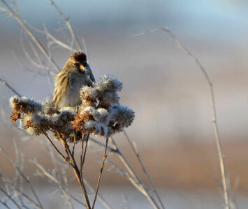 Common Redpoll-2 photo