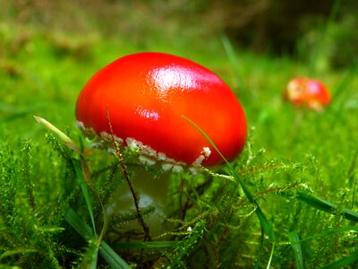 Red fly agaric mushroom forest nature photo