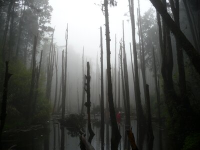 Dead wood pond mist photo