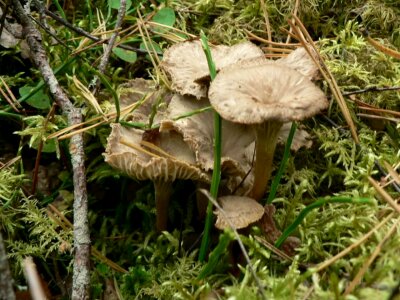 Agaric funnel grass plants photo