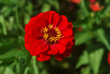 Petals blossom blooms photo