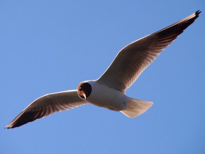 Blue sky summer bird photo