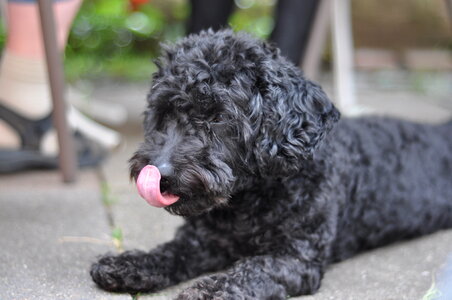 Poodle mix licking his nose photo