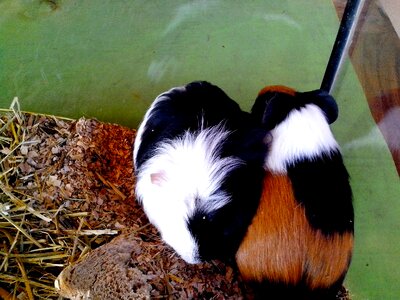 Guinea Pig Gvineja terrarium photo