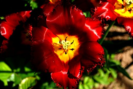 Beautiful beautiful flowers beautiful photo