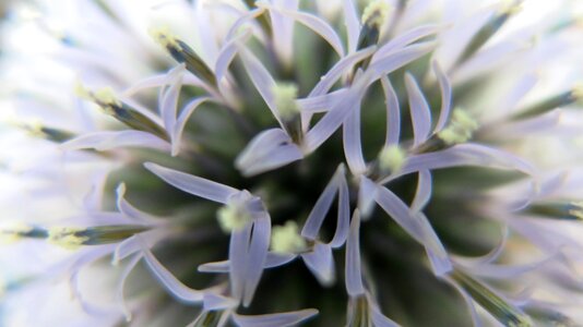 Bloom macro wild flower photo