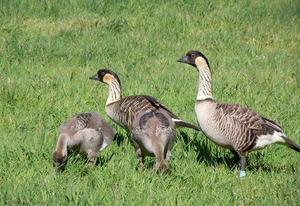 Hawaiian goose Nene