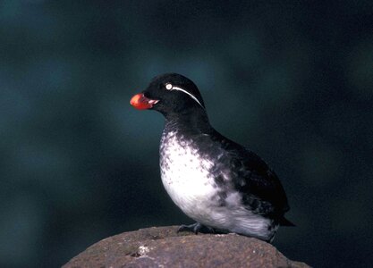 Aethia Cristatella bird marina