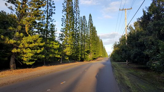 Road to Mauna Loa Summit photo