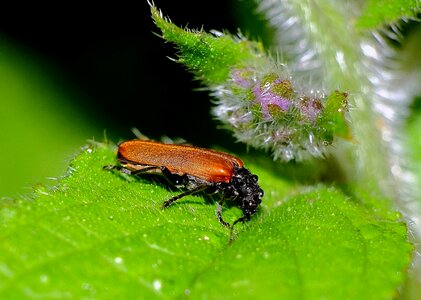 Animal arthropod beetle