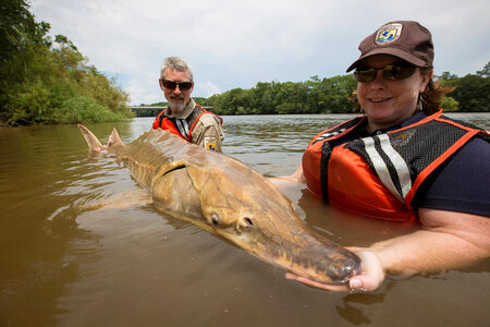 Biologist shows front view of Gulf sturgeon in river-3 photo