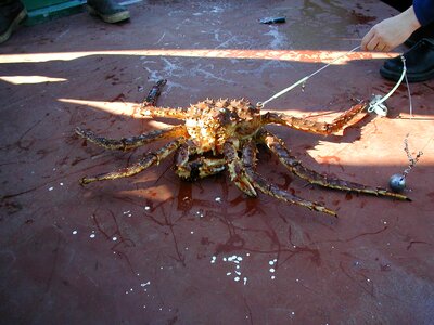 Crab king king crab