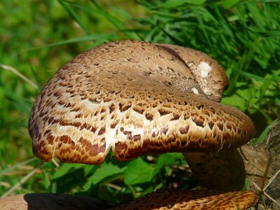 Polyporus squamosus fungal species log