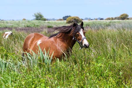 Animal beautiful photo brown photo