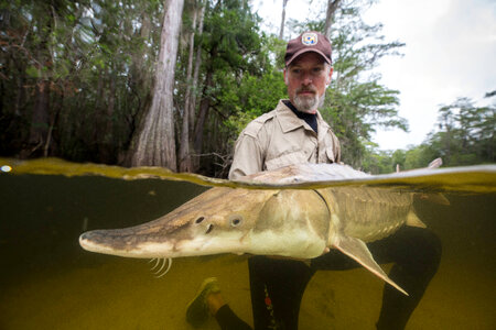 Biologist with gulf sturgeon-1