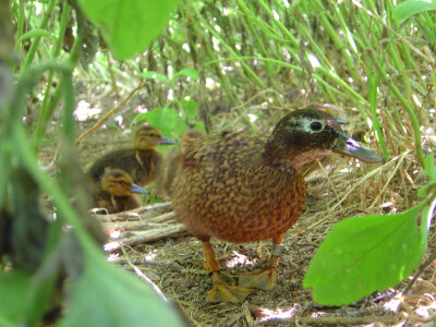 Laysan duck hen with four ducklings photo