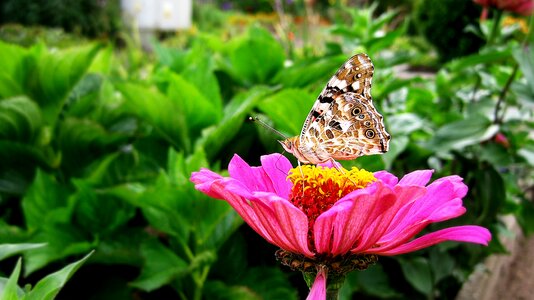 Flower green animal