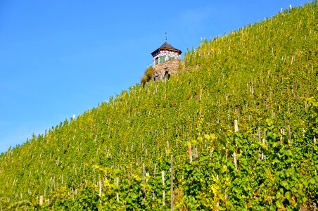 Slope vines grapes