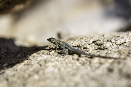 Side blotched lizard photo