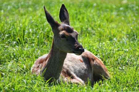 Animal forest scheu