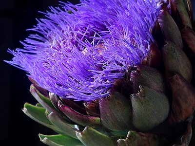 Purple bloom plant photo