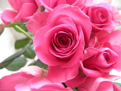 Flowers pink strauss photo