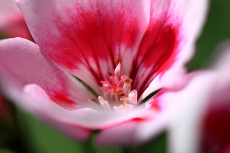 Beautiful beautiful flowers bloom