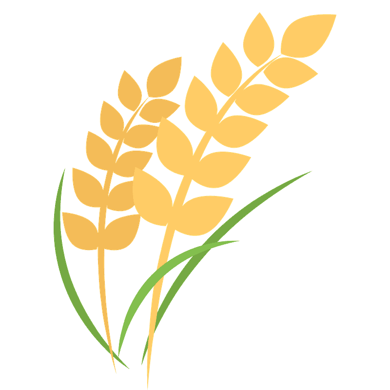 Sheaf of rice